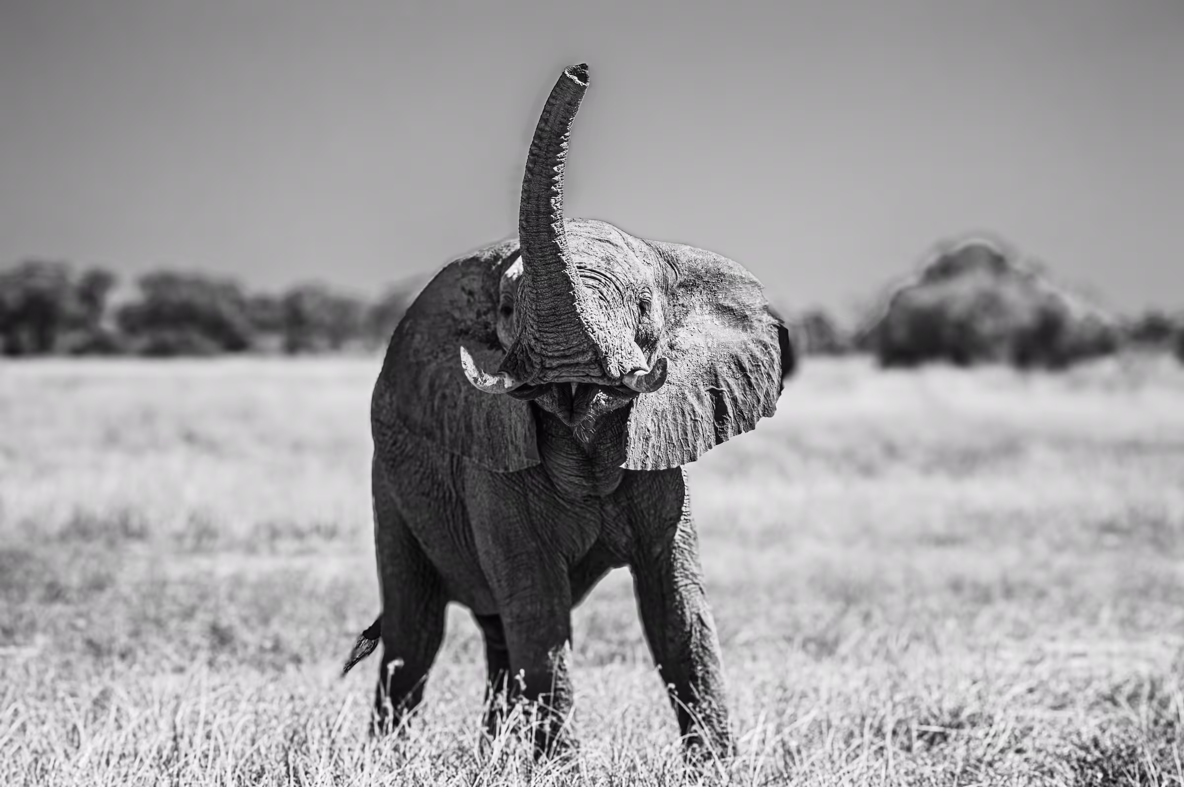 Black and white wildlife photograph of an African Elephant in Botswana raising its trunk skyward. The elephant, positioned centrally, has its trunk fully extended upwards, as if trumpeting or scenting the air.